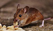24 Hour & Emergency Exterminators in Teterboro, NJ